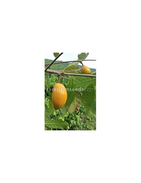 Zapote Kanistel - Canistel Pouteria campechiana-1 Arbolito en Venta en Mexico - Vivero por internet