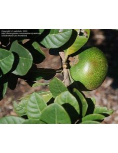 Sapote lucuma - Pouteria...