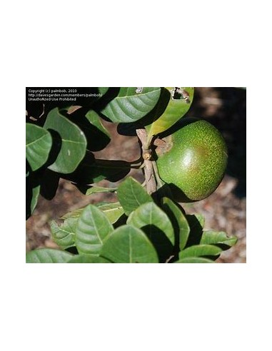 Sapote lucuma - Pouteria lucuma- 1 Sapling for Sale in Mexico - Online Nursery