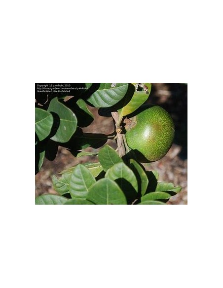 Sapote lucuma - Pouteria lucuma- 1 Sapling for Sale in Mexico - Online Nursery
