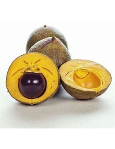 Sapote lucuma - Pouteria... 2