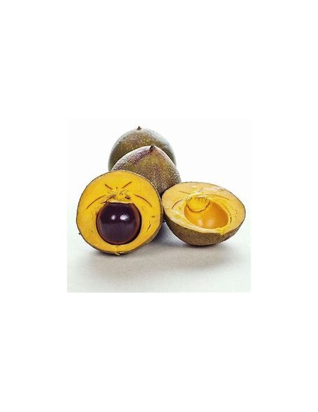 Sapote lucuma - Pouteria lucuma- 1 Sapling for Sale in Mexico - Online Nursery