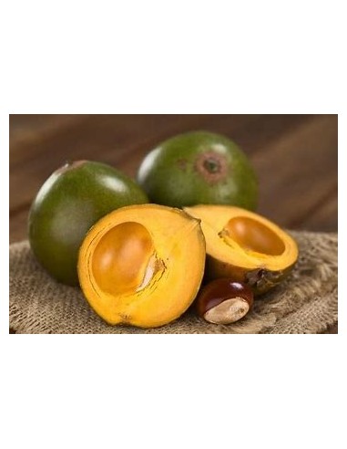 Sapote lucuma - Pouteria lucuma- 1 Arbolito en...