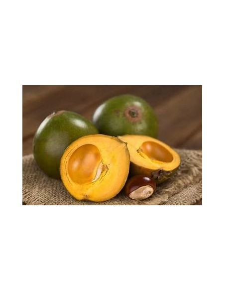 Sapote lucuma - Pouteria lucuma- 1 Sapling for Sale in Mexico - Online Nursery
