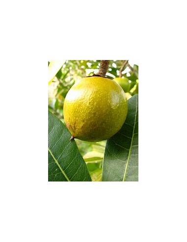 Sapote lucuma - Pouteria lucuma- 1 Sapling for...