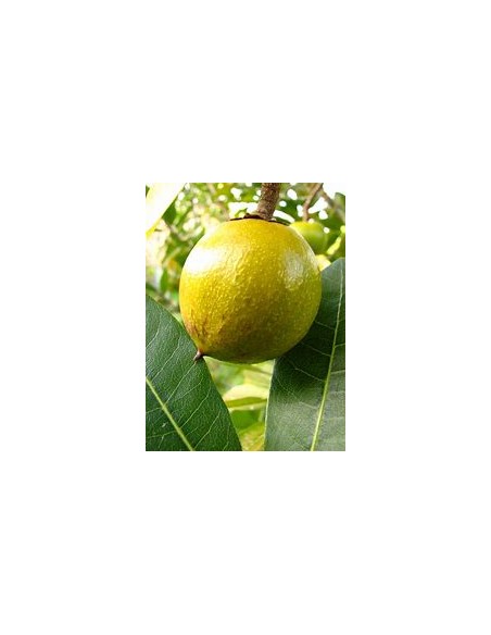 Sapote lucuma - Pouteria lucuma- 1 Arbolito en Venta en Mexico - Vivero por internet