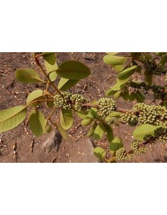 Capiri arbol - (sideroxilon...