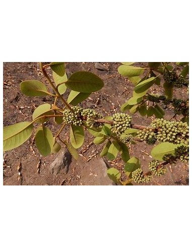 sideroxilon capiri-1 Plant for Sale in Mexico - Online nursery