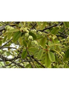 Capiri arbol - (sideroxilon... 2