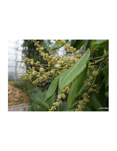 Capiri arbol - (sideroxilon capiri- 1 Planta en...