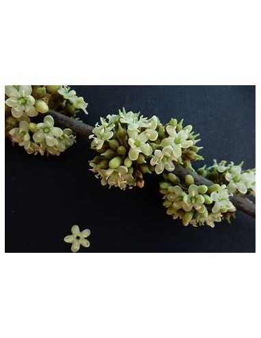 Capiri arbol - (sideroxilon capiri- 1 Planta en...