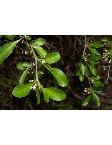 Arbol de Balsamo negro (sideroxilon costatum) 1 Planta exotica en peligro