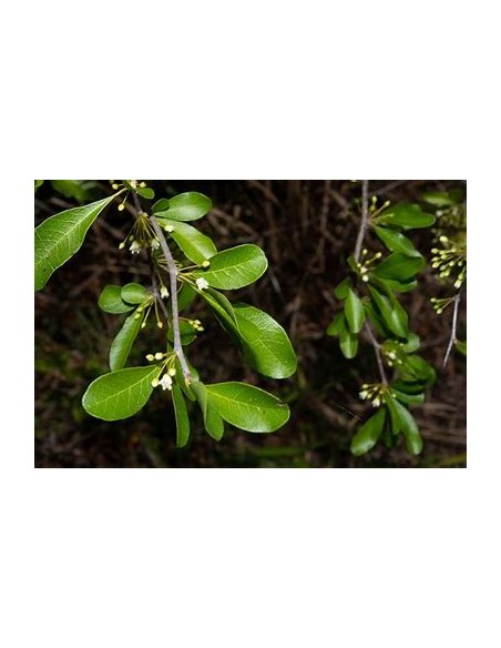 Arbol de Balsamo negro (sideroxilon costatum) 1 Planta exotica en peligro