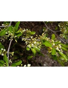 Arbol de Balsamo negro... 2