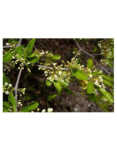 Arbol de Balsamo negro (sideroxilon costatum) 1...