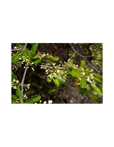 Arbol de Balsamo negro (sideroxilon costatum) 1 Planta exotica en peligro