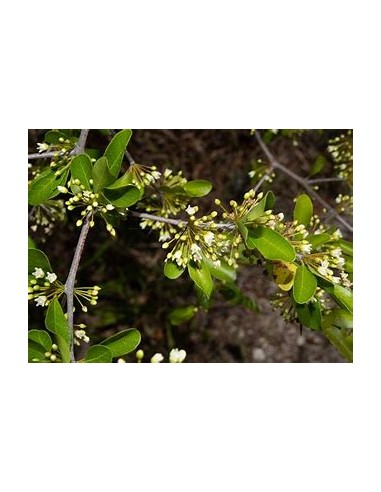 Arbol de Balsamo negro (sideroxilon costatum) 1...