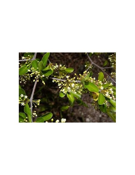 Arbol de Balsamo negro (sideroxilon costatum) 1 Planta exotica en peligro