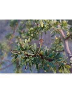 Rain Tree (sideroxilon...