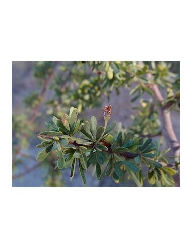 Rain Tree (sideroxilon occidentale)-1 Plant for Sale in Mexico - Nursery online