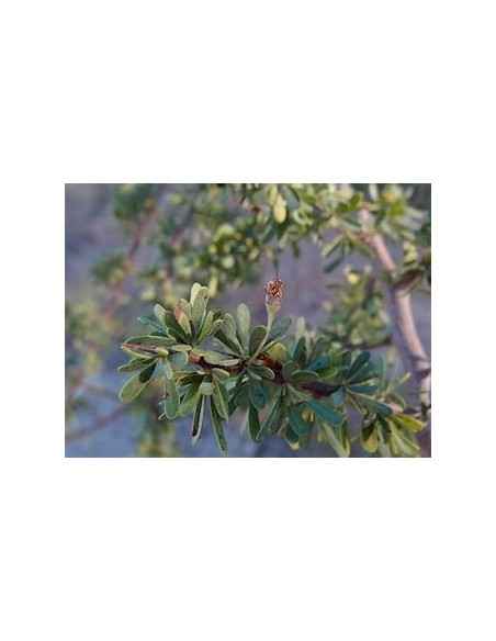 Rain Tree (sideroxilon occidentale)-1 Plant for Sale in Mexico - Nursery online