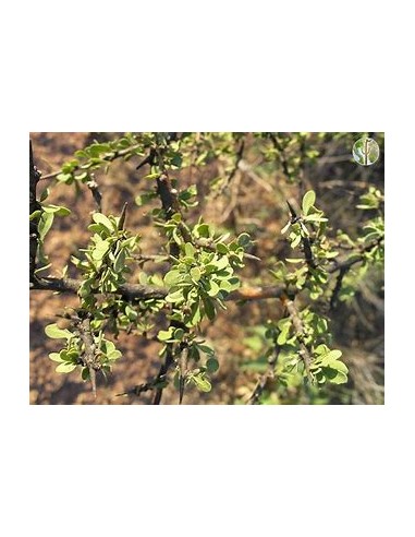 Rain Tree (sideroxilon occidentale)-1 Plant for...