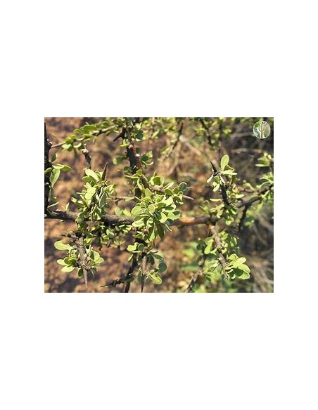 Rain Tree (sideroxilon occidentale)-1 Plant for Sale in Mexico - Nursery online