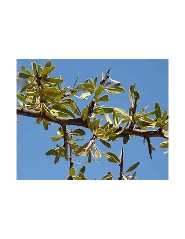 Árbol de bebelama Sonorense (sideroxilon...