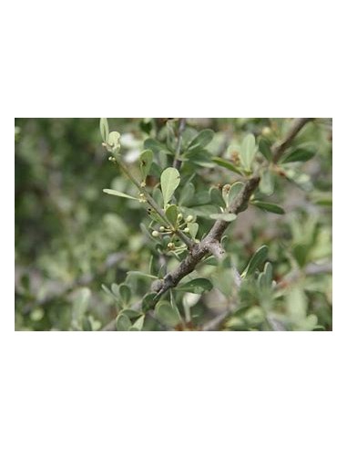 Rain Tree (sideroxilon occidentale)-1 Plant for...