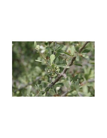 Árbol de bebelama Sonorense (sideroxilon occidentale) Arboles endemicos de Mexico Venta por internet