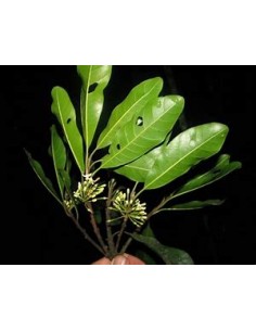 Caya colorada -(Sideroxilon...