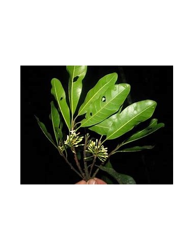 sideroxilon portoricense1 Sapling for Sale in Mexico - Online Nursery