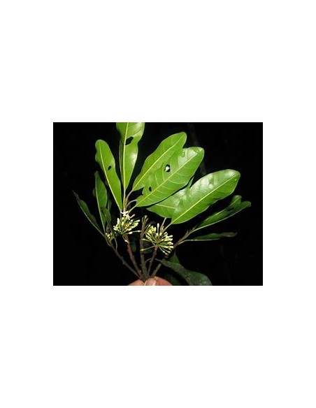 Caya colorada -(Sideroxilon portoricense) -1 Arbolito en Venta en Mexico - Vivero por internet