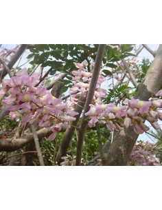Cacahuananche (Gliricidia...