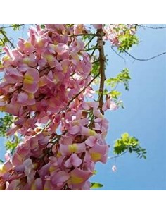 Cacahuananche (Gliricidia... 2