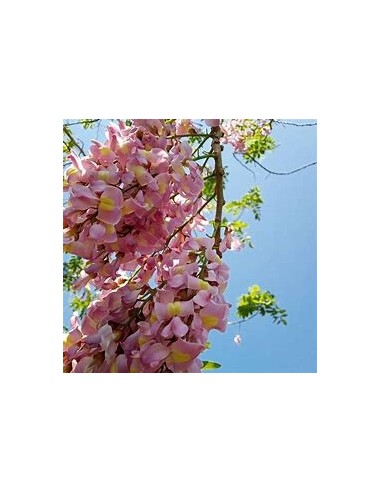 Cacahuananche (Gliricidia sepium)-1 Tree for...