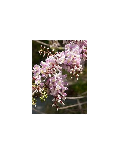 Cacahuananche (Gliricidia sepium)-1 Tree for...