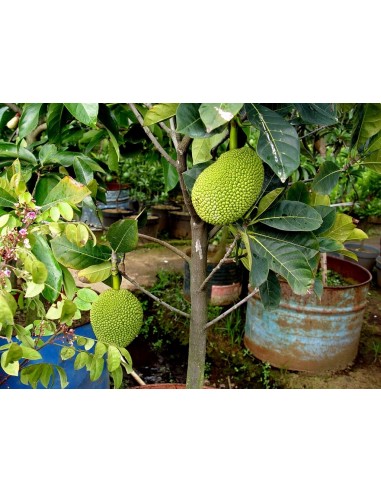 1 Arbolito de Jack Fruit (Artocarpus heterophyllus) Jaca, Llaca, Yaca, panapen,