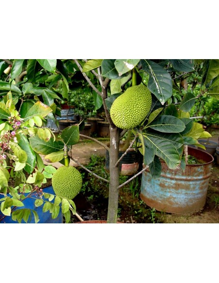 1 Jack fruit live tree (Artocarpus heterophyllus) For sale rare tropical plants - THE GREENS SHOP CO.