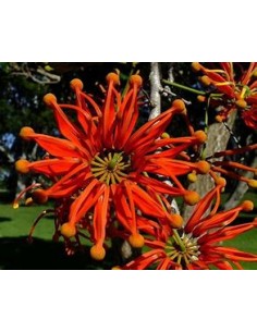 Fire Wheels Tree -...