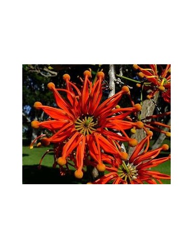 Arbol de las ruedas de fuego - Stenocarpus sinuatus-1 Arbolito en Venta en Mexico - Vivero por internet