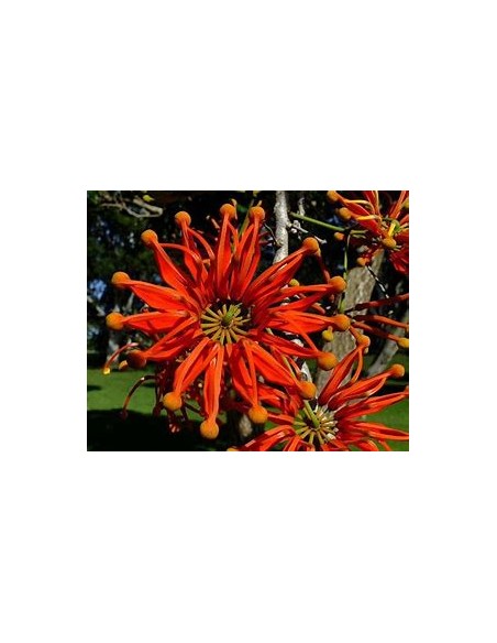Arbol de las ruedas de fuego - Stenocarpus sinuatus-1 Arbolito en Venta en Mexico - Vivero por internet
