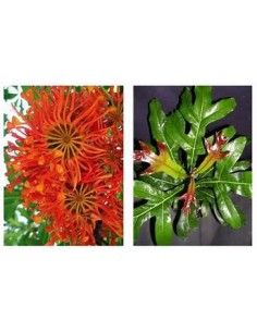 Fire Wheels Tree -... 2