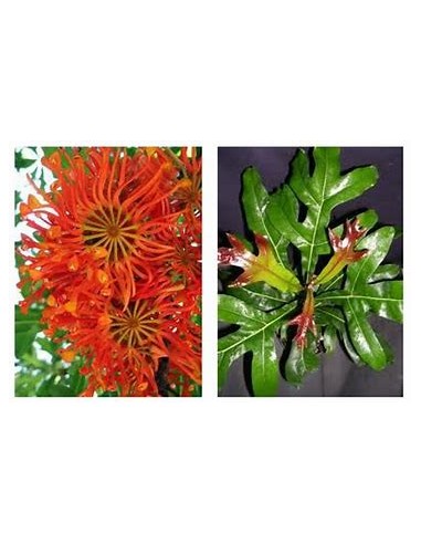 Fire Wheels Tree - Stenocarpus sinuatus-1...