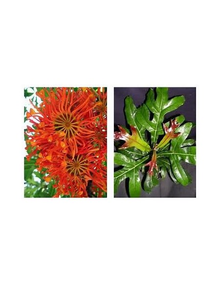 Arbol de las ruedas de fuego - Stenocarpus sinuatus-1 Arbolito en Venta en Mexico - Vivero por internet