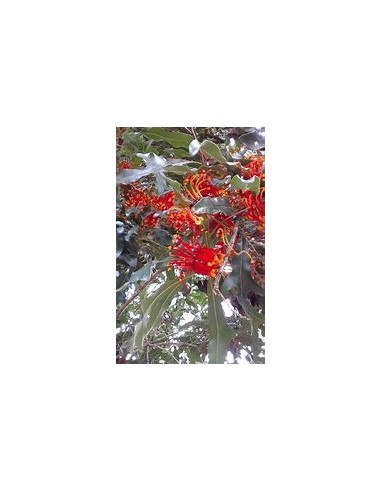Fire Wheels Tree - Stenocarpus sinuatus-1...