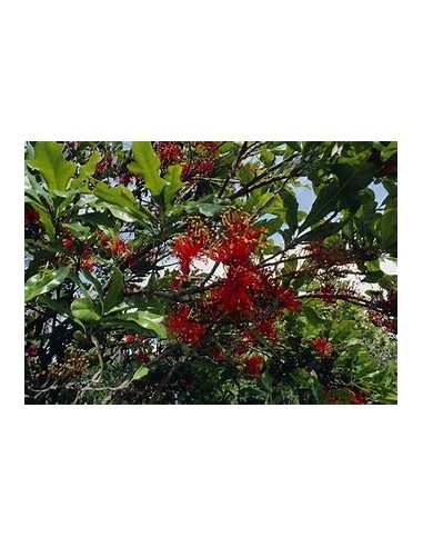 Arbol de las ruedas de fuego - Stenocarpus...