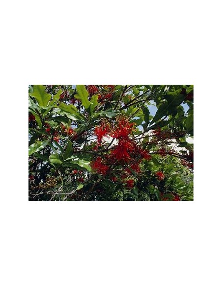 Fire Wheels Tree - Stenocarpus sinuatus-1 Sapling for Sale in Mexico - Online Nursery