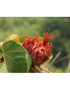 Arbol de las manitas...