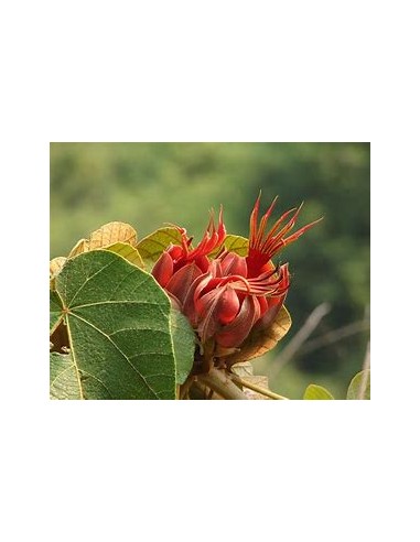 Arbol de las manitas (Chiranthodendron pentadactylon)-1 Arbolito en Venta en Mexico - Vivero por internet